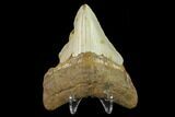 3.38" Fossil Megalodon Tooth - North Carolina - #131595-2